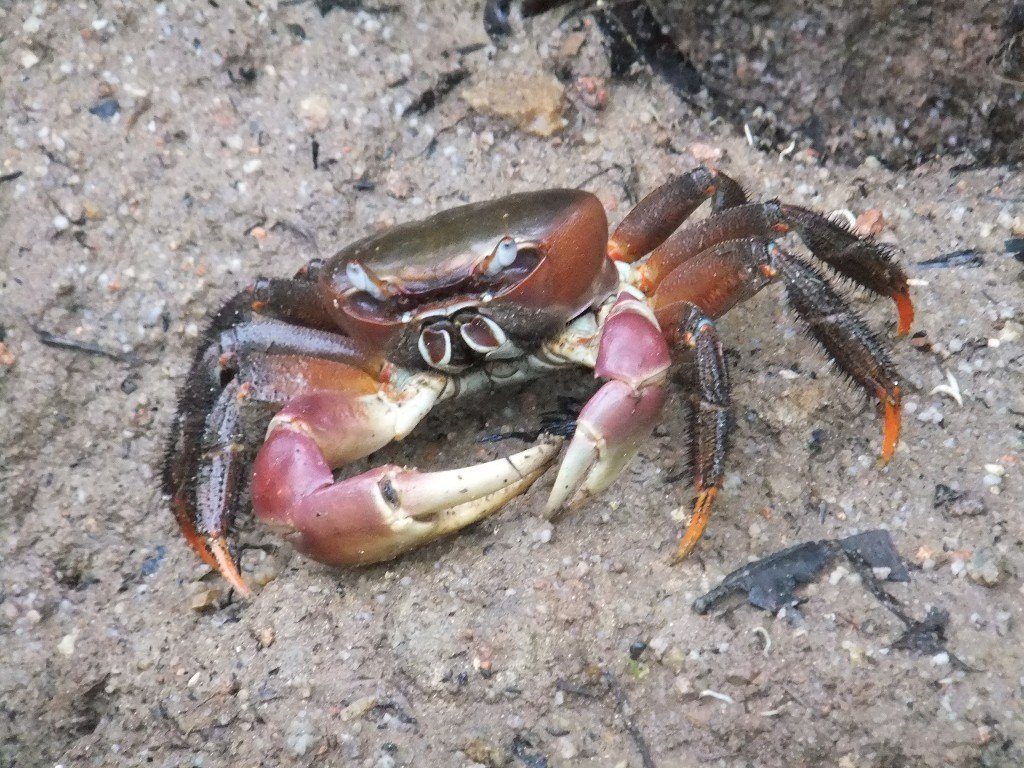 krabba på Seychellerna