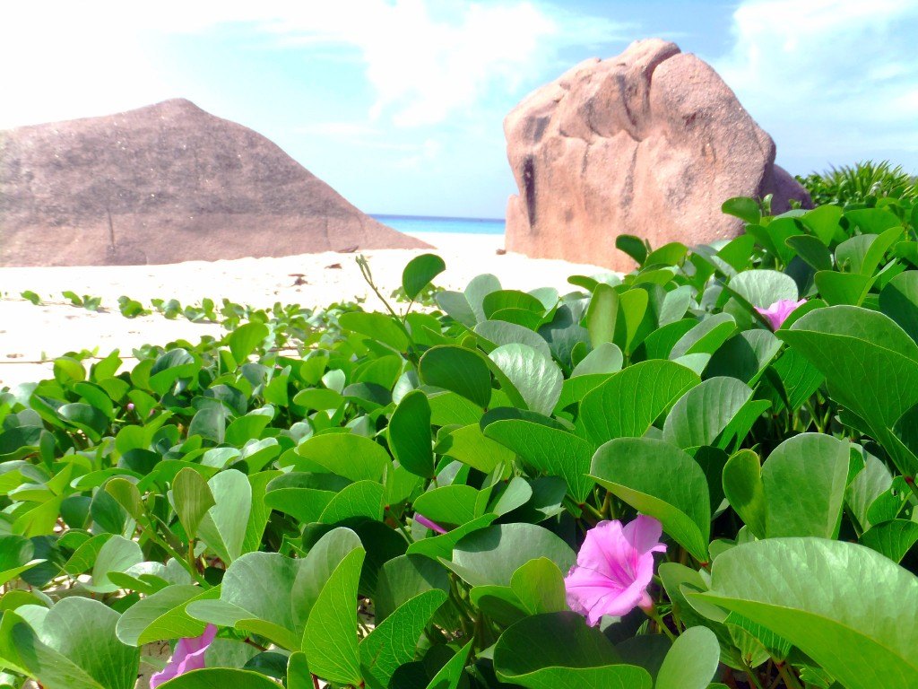 Anse Grand La Digue Seychellerna