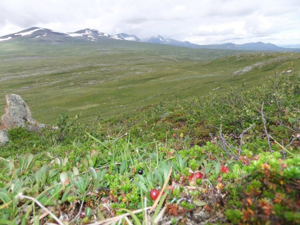 Fjällvandring med barn Gurken