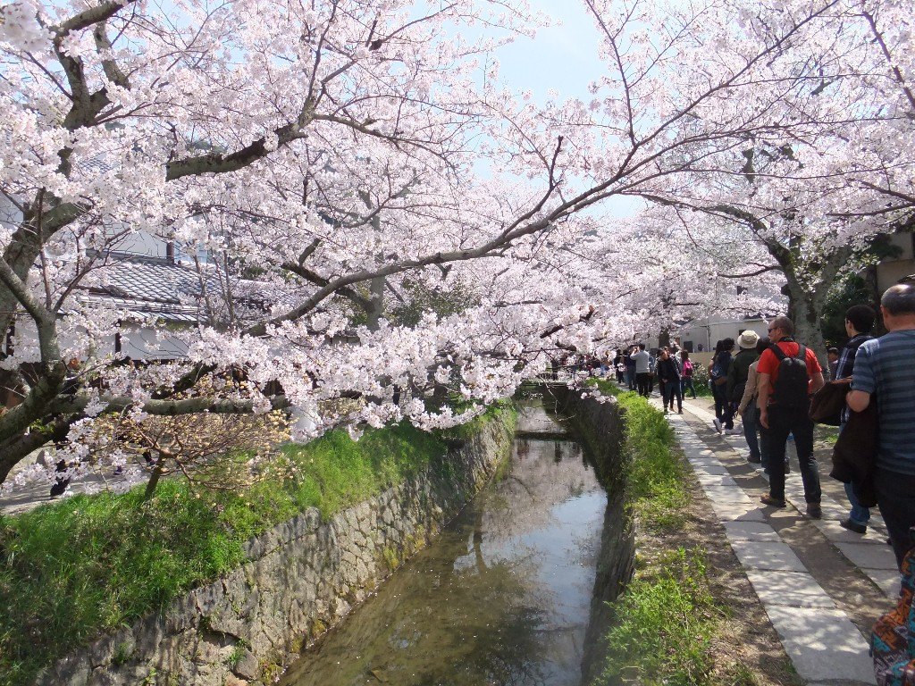 Kyoto vid körsbärsblomningen